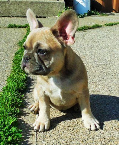 Joy, is a blue fawn french bulldog and is one of our smaller females. AKC Blue Fawn (ay/at) Female French Bulldog for Sale in ...