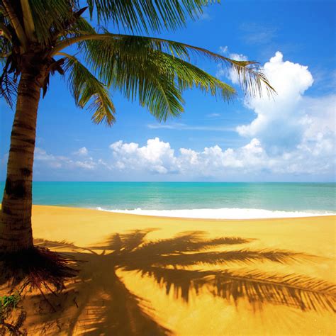 Tropical Palm Tree On Beach Ipad Wallpaper Background 1024x1024