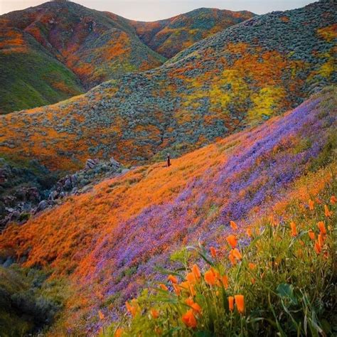 Pin By Christine Beasley On Flowers Nature Aesthetic Valley Of