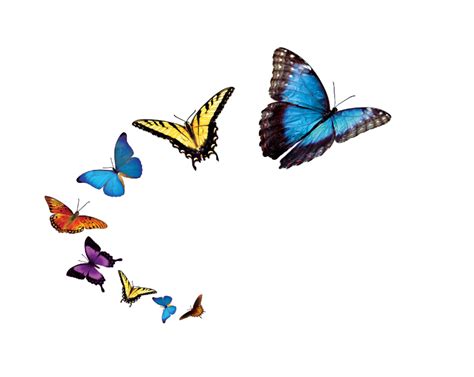 Purple butterflies illustration, fly butterfly, butterfly, purple, floating, violet png. Flying Butterfly Png Transparent Image Butterflies Png ...