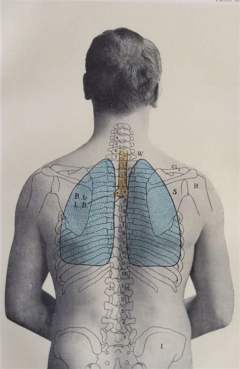 Antique 1900s Medical Diagram Scientific Print Human Anatomy Lungs Back
