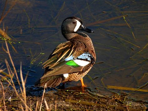 Traveling With Blue Winged Teal Birdnote
