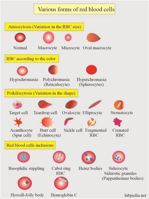 Complete Blood Count Red Blood Cell Morphology