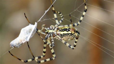 Spiders Top The Global Predator Charts Bbc News