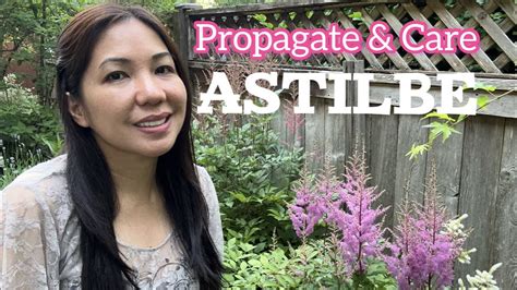 Mastering Astilbe Propagation And Care Uncover The Secrets To A Lush