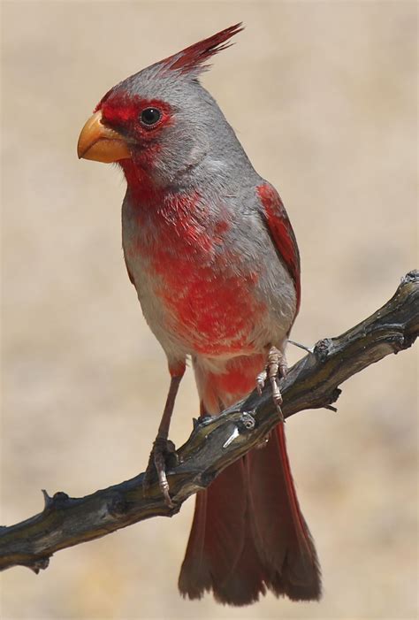 Pyrrhuloxia Desert Cardinal Cardinalis Sinuatus Male