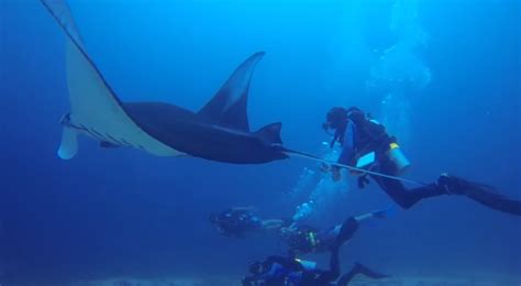 Manta Ray Rescued By Divers