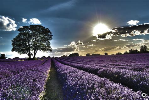 Lavender Sunset Lavender Fields Provence Lavender Fields Lavender