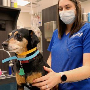 Along with our doctors, we have a large support team consisting of several certified veterinary technicians (cvt's). Senior Wellness Care - Aliante Animal Hospital