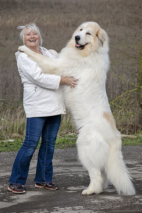 Meet Boris And His Owner ¿ He Is A Pyrenean Mountain Dogs Over 6ft