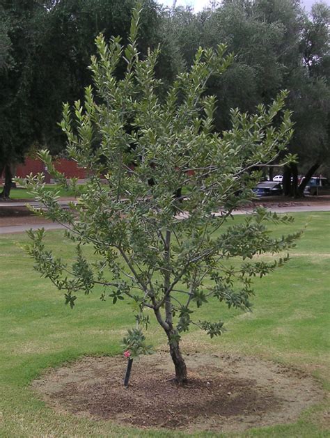 Find Trees And Learn University Of Arizona Campus Arboretum
