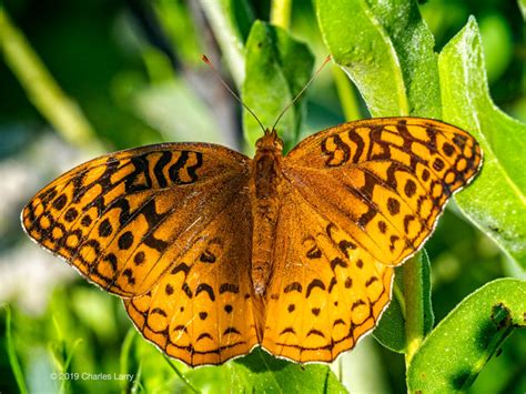 Without Violets There Would Be No Fritillary Butterfly