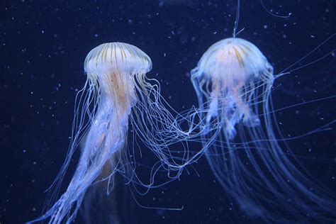 The Top 10 Deadliest Creatures Of The Ocean