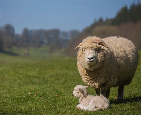 Happy Spring Baby Lamb At Stourhead Wiltshire Oc Rcasualuk