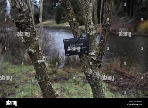 Taxonomy Of Trees Stock Photo Alamy