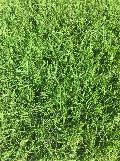 Latitude 36 Bermudagrass Sod Delivery Ratings And Pricing Sod And