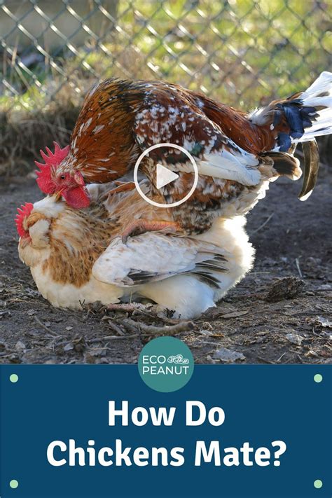 How Do Chickens Mate Do You Need A Rooster Eco Peanut Chickens Chickens And Roosters