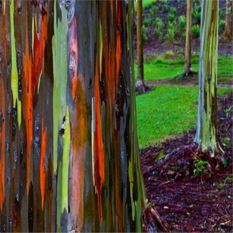 Rainbow Eucalyptus Tree Seeds Eucalyptus Deglupta 100seeds Etsy