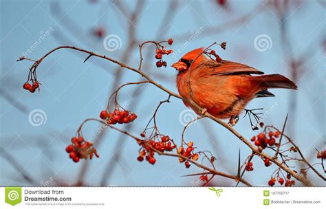 Male Northern Cardinal Eating Red Berries Stock Image Image Of