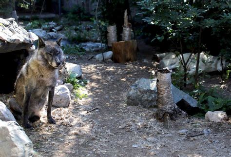 Intl Wolf Center Intlwolfcenter Twitter