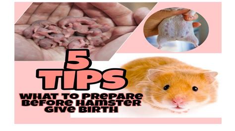 Pregnant Hamster 5 Tips To Prepare Before Hamster Give Birth Youtube