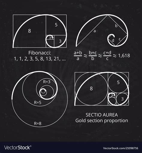 Scheme Of Golden Ratio Section Fibonacci Spiral Vector Image