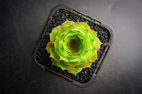 Sempervivum Emerald Giant Pcsale Night Let Love Grow Succulent