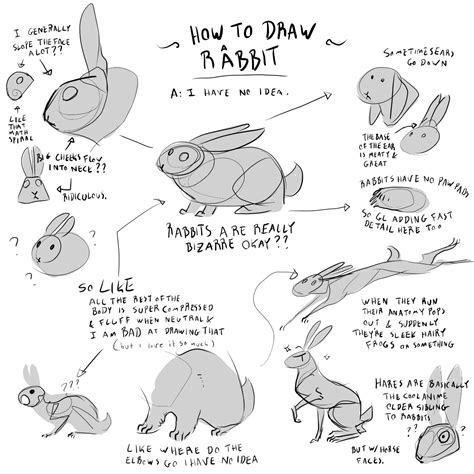 Original 5x7 Drawing Anatomical Rabbit Pen Drawing Rabbit Art Bunny