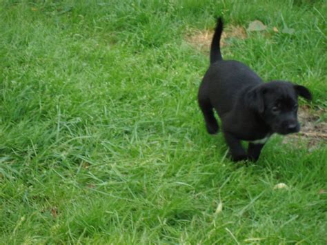 Champion english pointer puppies 2032.19 miles. DSC01312 | English Pointer/Lab mix puppies at 5 weeks old ...