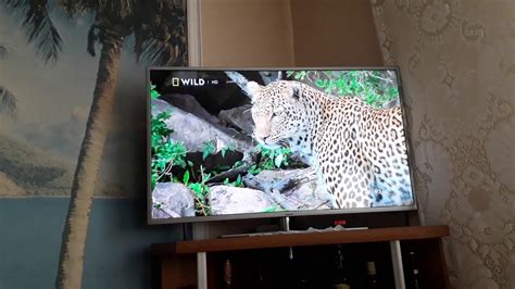 Филм за гепарди Youtube
