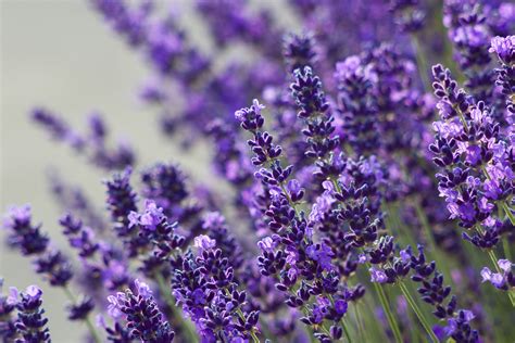 Different Types Of Lavender Flowers Lavender Plant