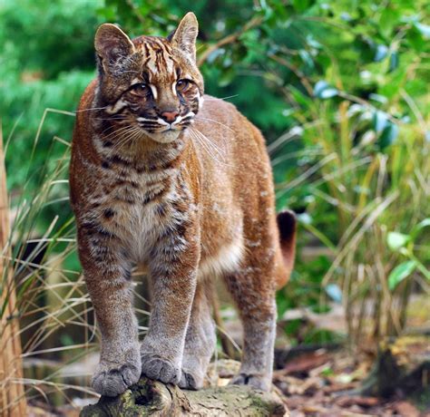 Kucing hutan adalah hewan dari . Kucing Merah Khas Kalimantan | Berita Seputar Kucing