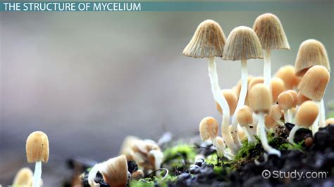 What is Mycelium? - Definition & Function - Video & Lesson Transcript ...