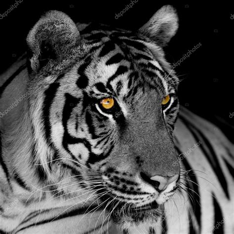 Tigre Preto E Branco Fotos Imagens De © Piyagoon 57048859