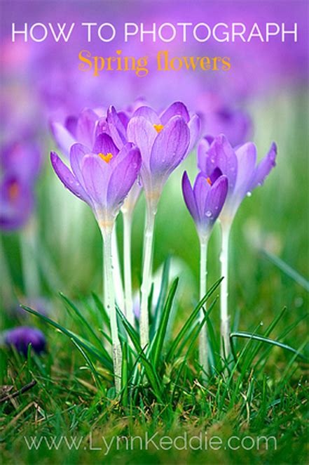 How To Photograph Spring Flowers