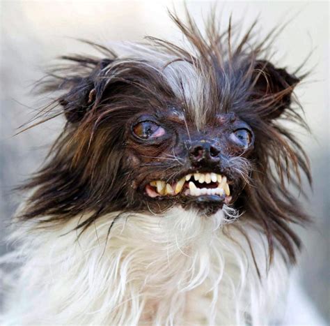Ugliest Dog In The World7 K9 Research Lab
