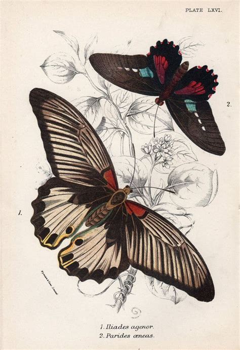 1896 Antique Butterfly Print Natural History Lithograph Etsy