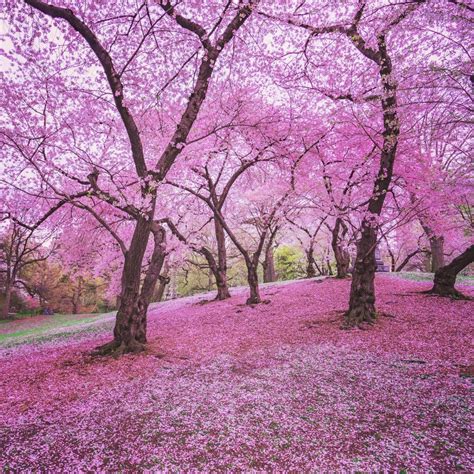 Top 5 Places To Enjoy Cherry Blossoms In New York This Spring