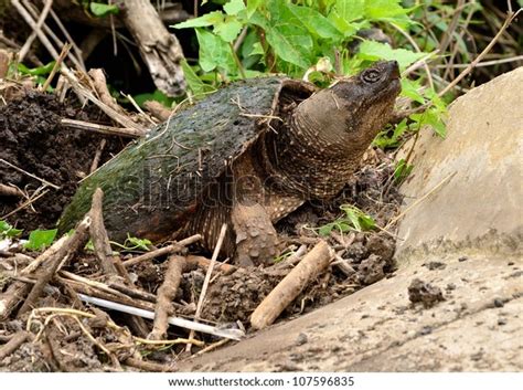 Snapping Turtle Muddy Swamp Laying Eggs Stock Photo 107596835