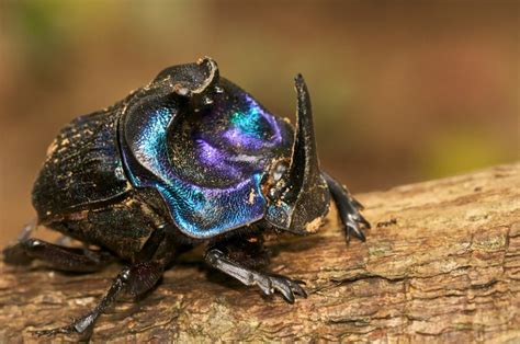 Iridescent Dung Beetle Unfortunate Name But Very Cool Looking Bug