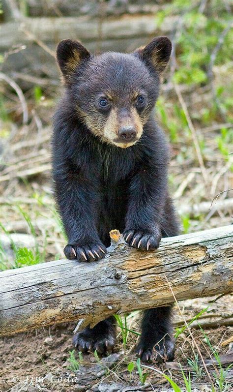 Cute Little Bear Cub Hardcoreaww