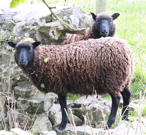 Hillend Black And Moorit Yearling Ewes Shetland Sheep Society