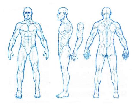 Male Anatomy Orthographics By Dathron On Deviantart Human Anatomy