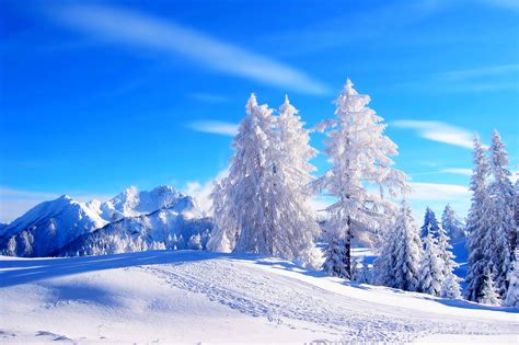 Online Crop Pine Trees Covered With Snow And Pavement High Saturated