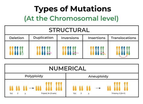 Mutation Definition Types Causes Characteristics