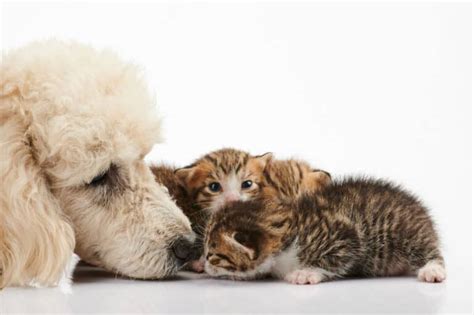 Do Poodles Get Along With Cats What Every Owner Should Know Poodle