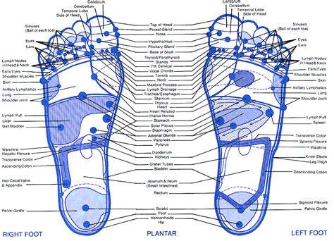 Antiquitäten And Kunst Reflexology Labeled Medial Lateral Foot Chart
