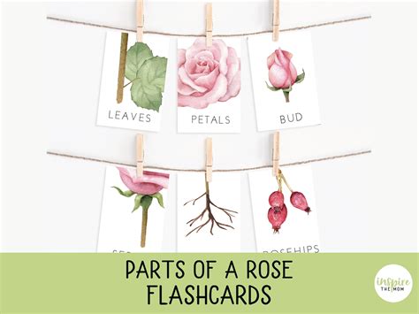 Parts Of A Rose Flashcards Rose Anatomy Poster Science Etsy
