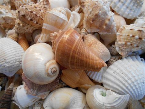 1 Lb Large Indian Ocean Shell Mix Seashells Nautical Beach Crafts
