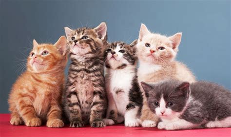 Dreamstime is the world`s largest stock photography community. Here's how to get cute KITTENS delivered to your home ...